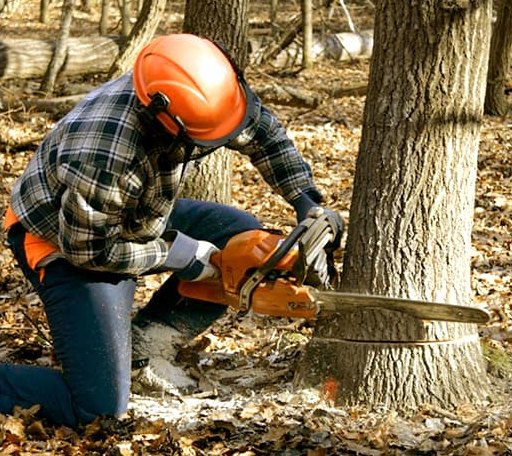 Tree Removal in Minnesota Lake, MN